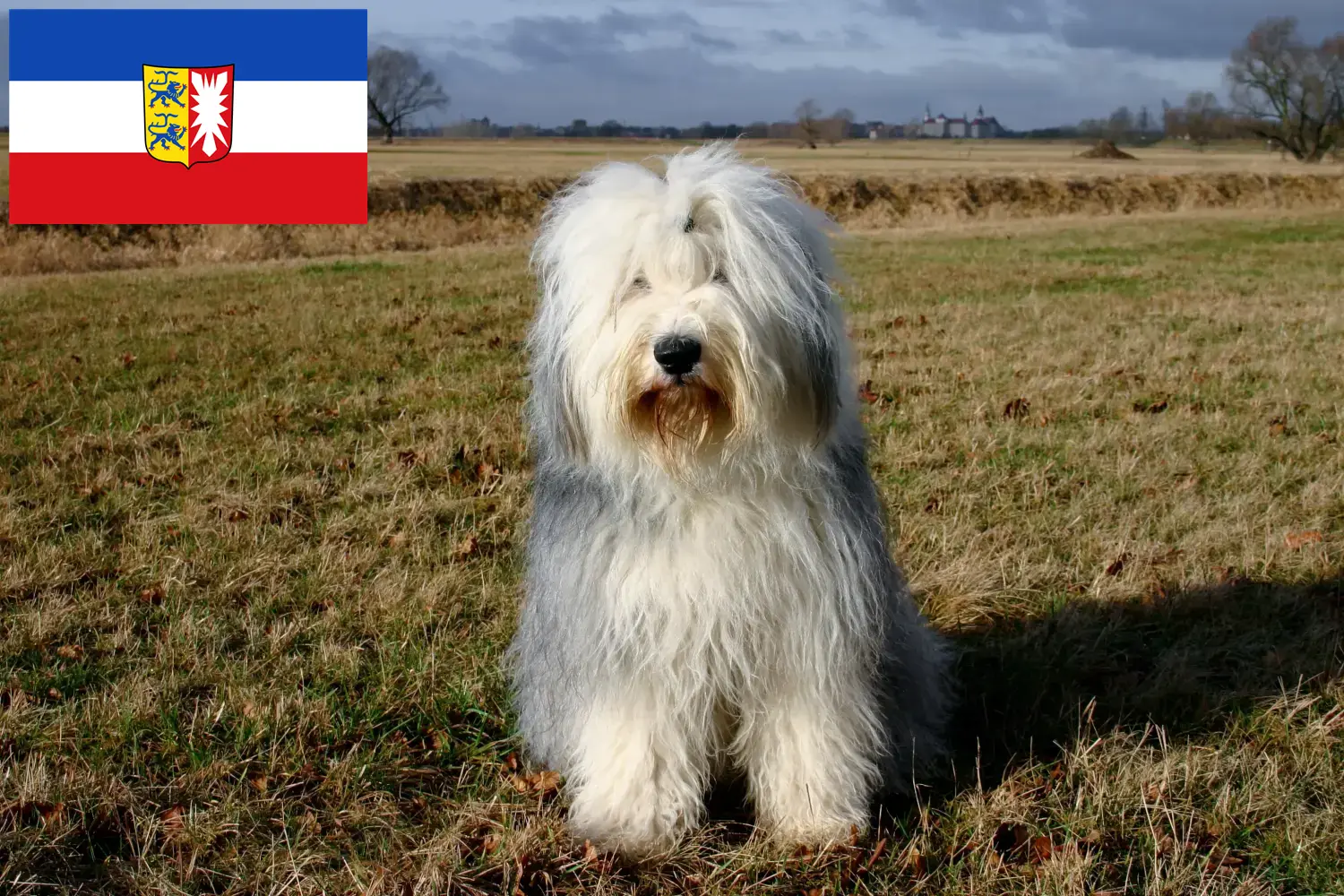 Read more about the article Bobtail breeders and puppies in Schleswig-Holstein