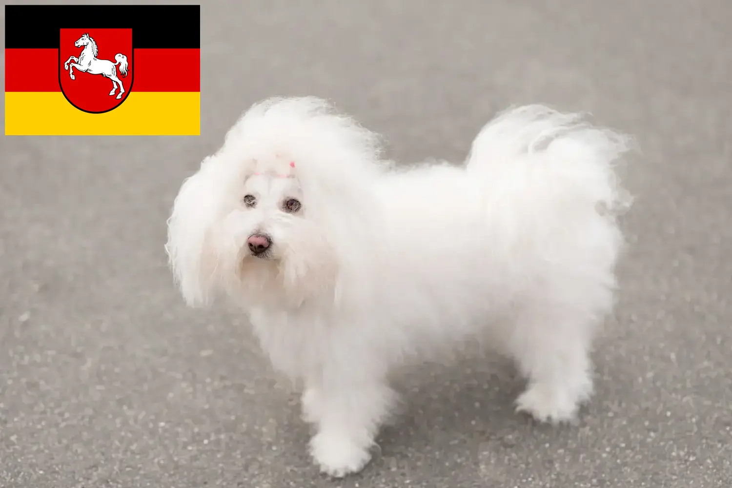 Read more about the article Bolognese breeders and puppies in Lower Saxony