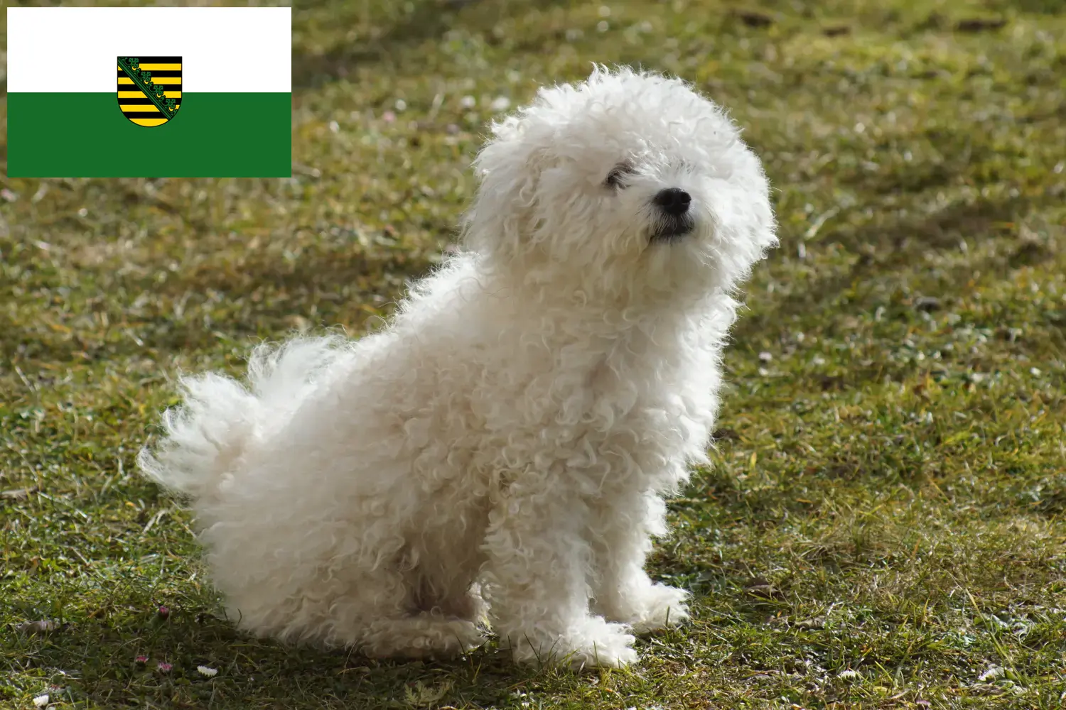 Read more about the article Bolognese breeders and puppies in Saxony