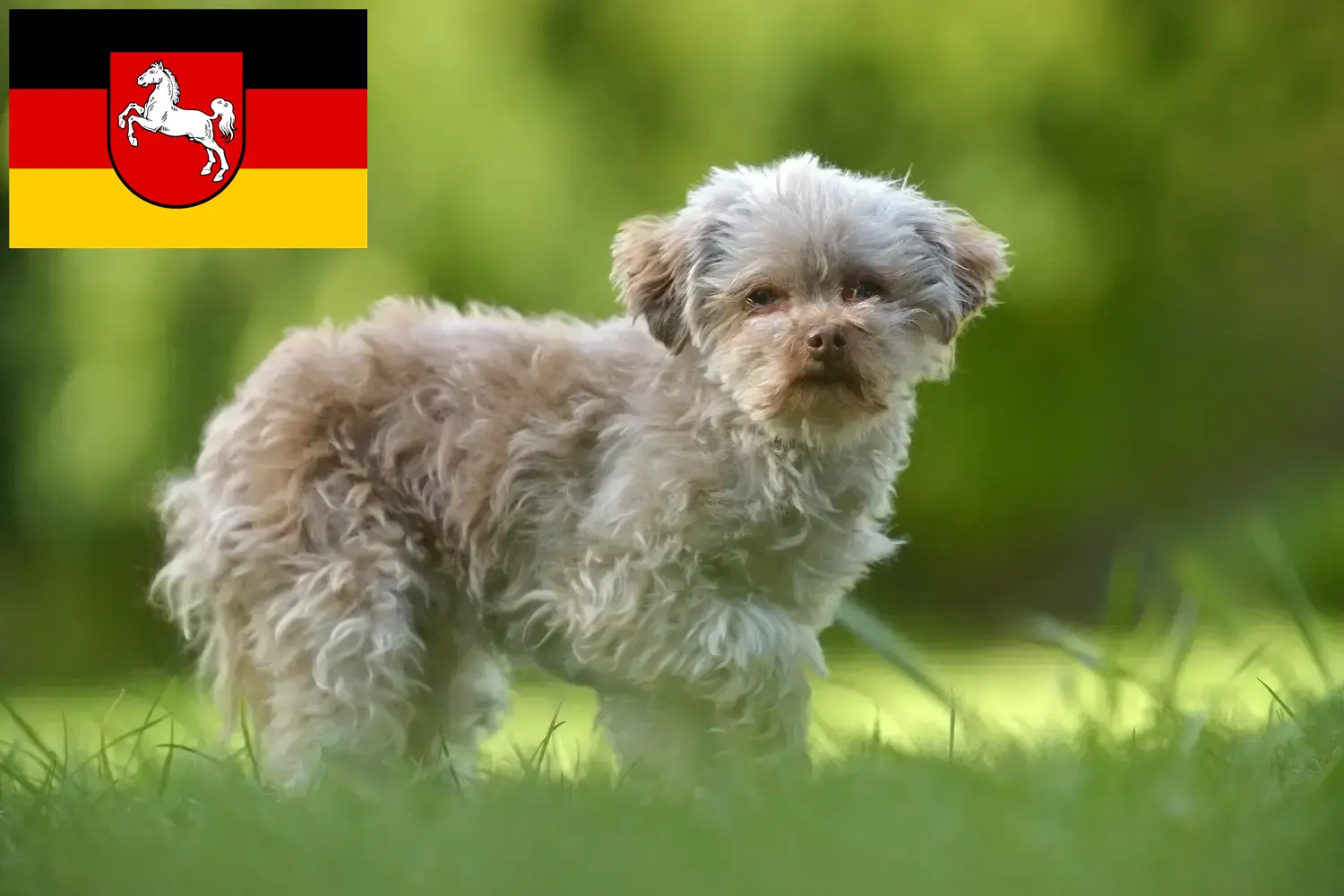 Read more about the article Bolonka Zwetna breeders and puppies in Lower Saxony