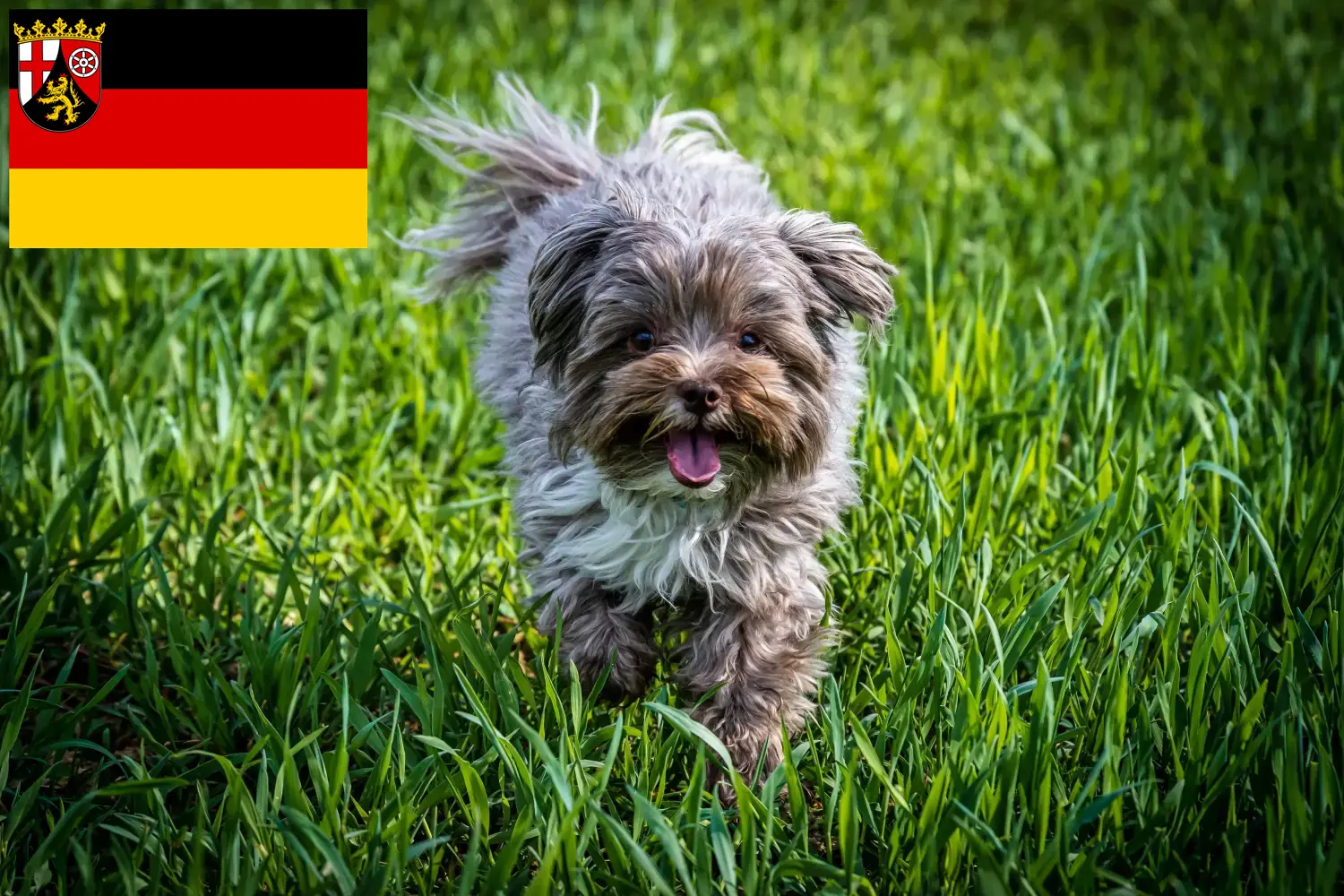 Read more about the article Bolonka Zwetna breeders and puppies in Rhineland-Palatinate