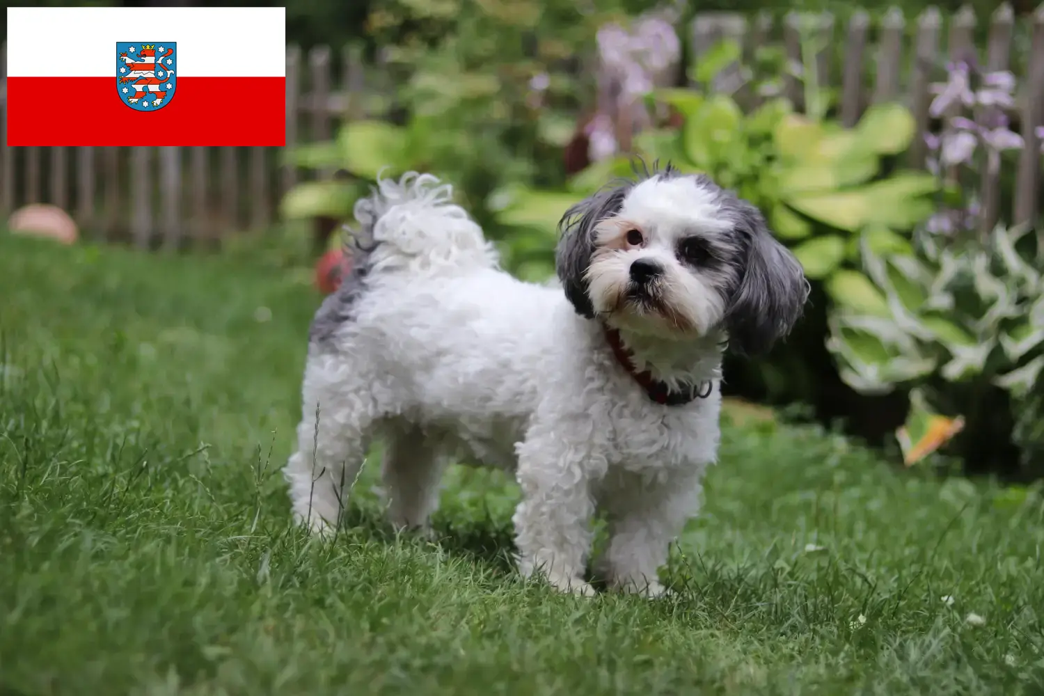 Read more about the article Bolonka Zwetna breeders and puppies in Thuringia