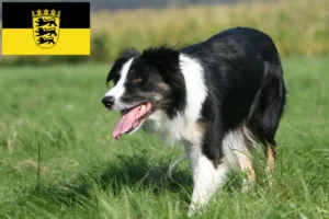 Read more about the article Border Collie breeders and puppies in Baden-Württemberg