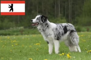 Read more about the article Border Collie breeders and puppies in Berlin