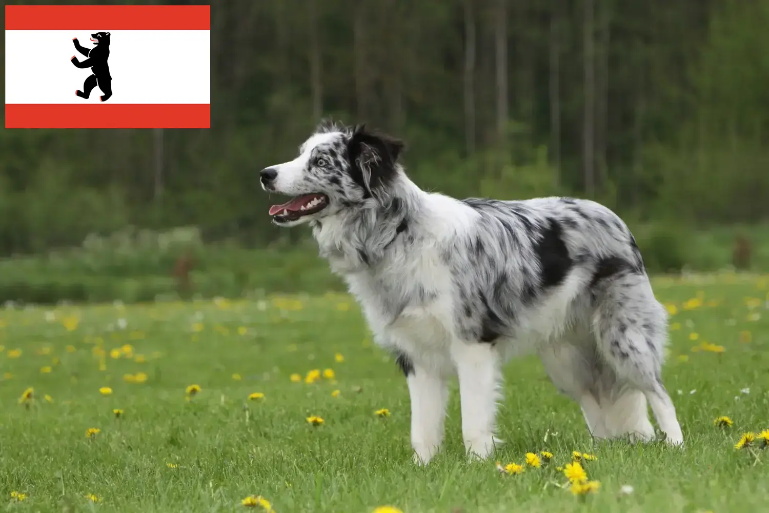 Read more about the article Border Collie breeders and puppies in Berlin