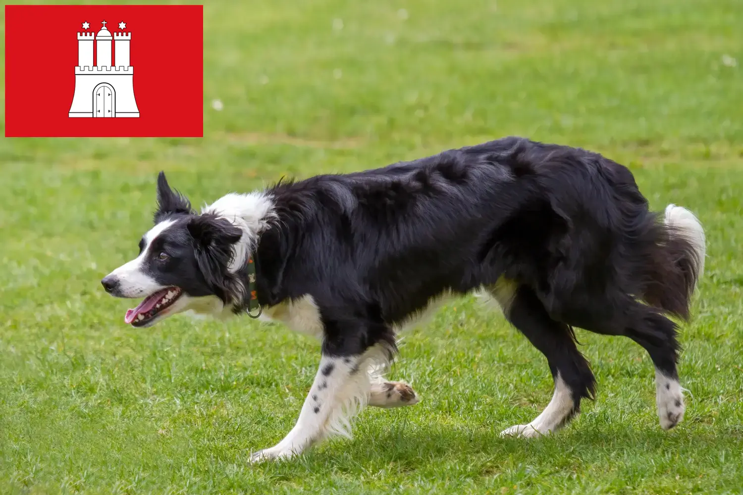 Read more about the article Border Collie breeders and puppies in Hamburg