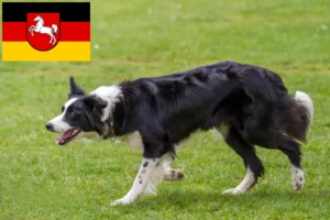 Read more about the article Border Collie breeders and puppies in Lower Saxony