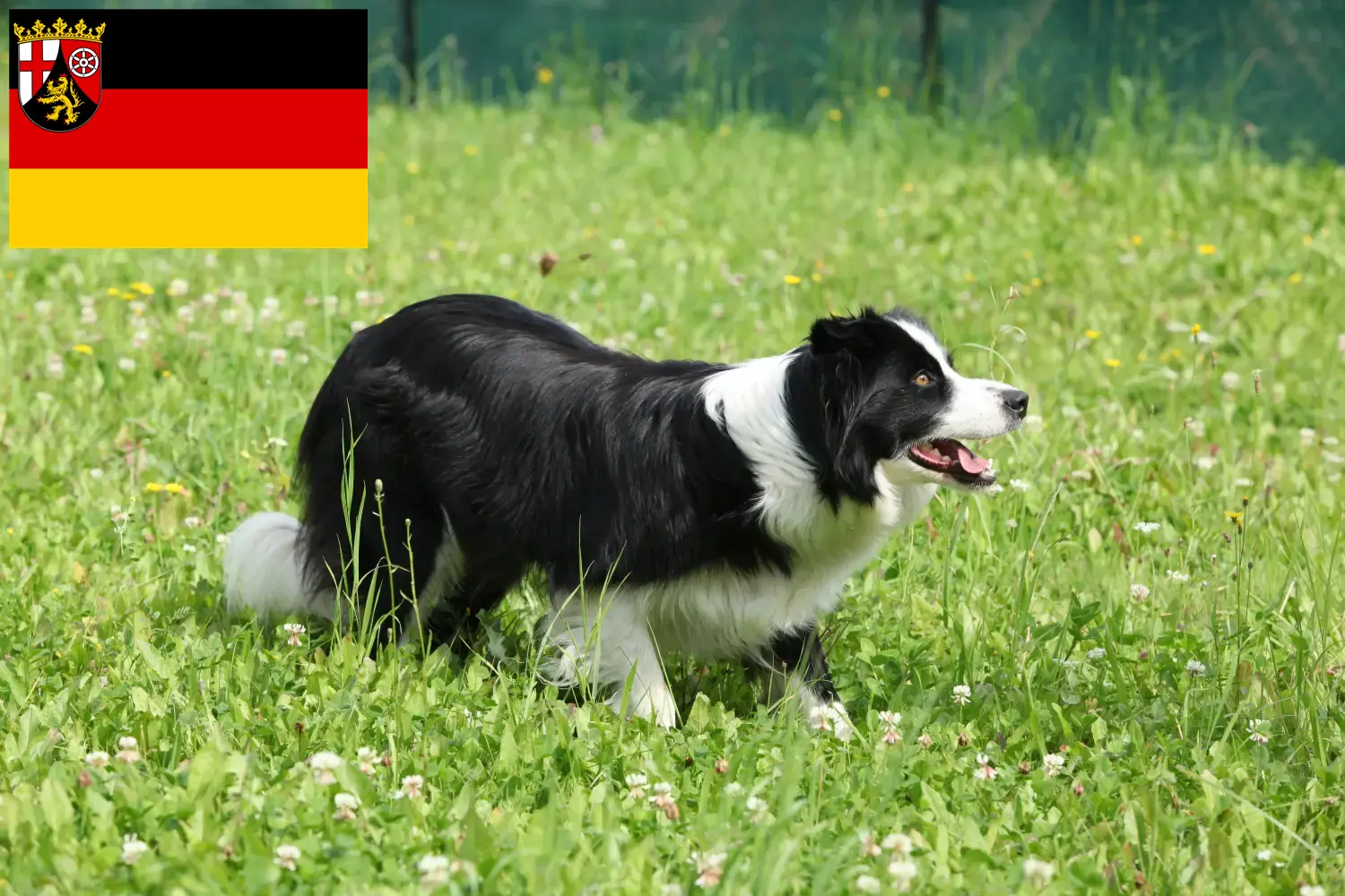 Read more about the article Border Collie breeders and puppies in Rhineland-Palatinate