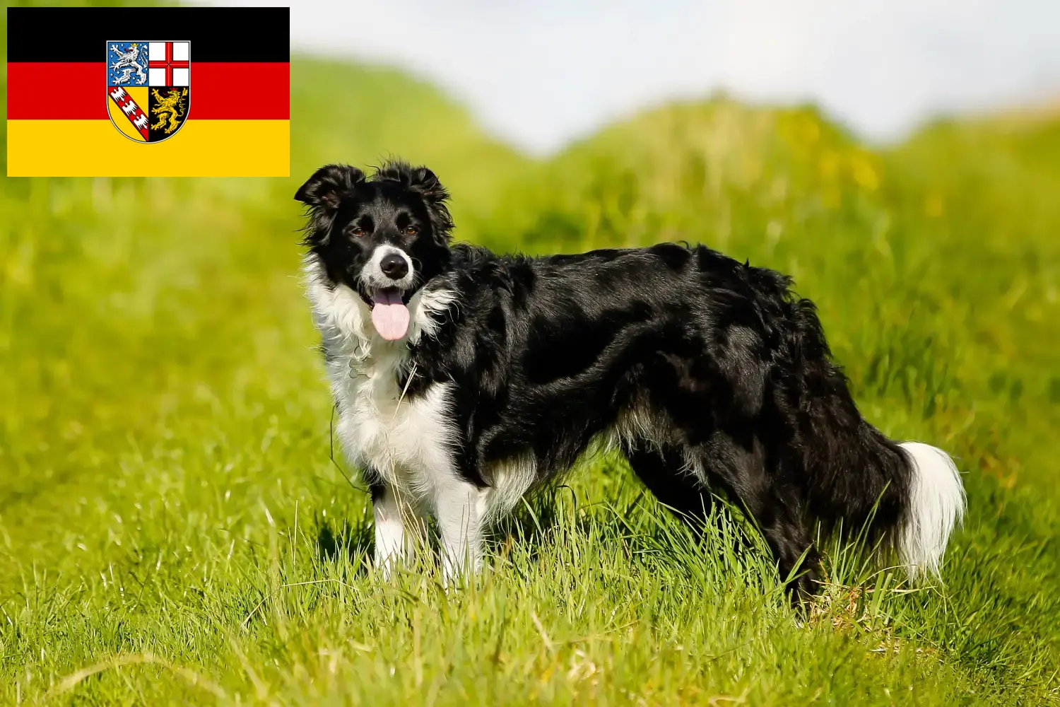 Read more about the article Border Collie breeders and puppies in Saarland