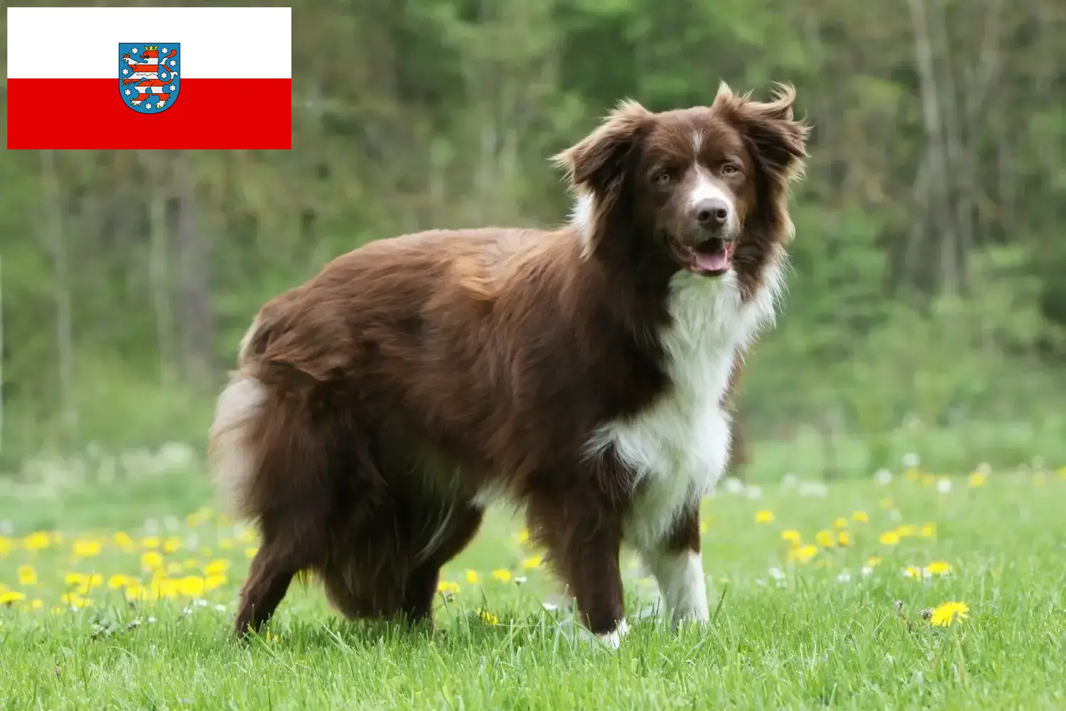 Read more about the article Border Collie breeders and puppies in Thuringia