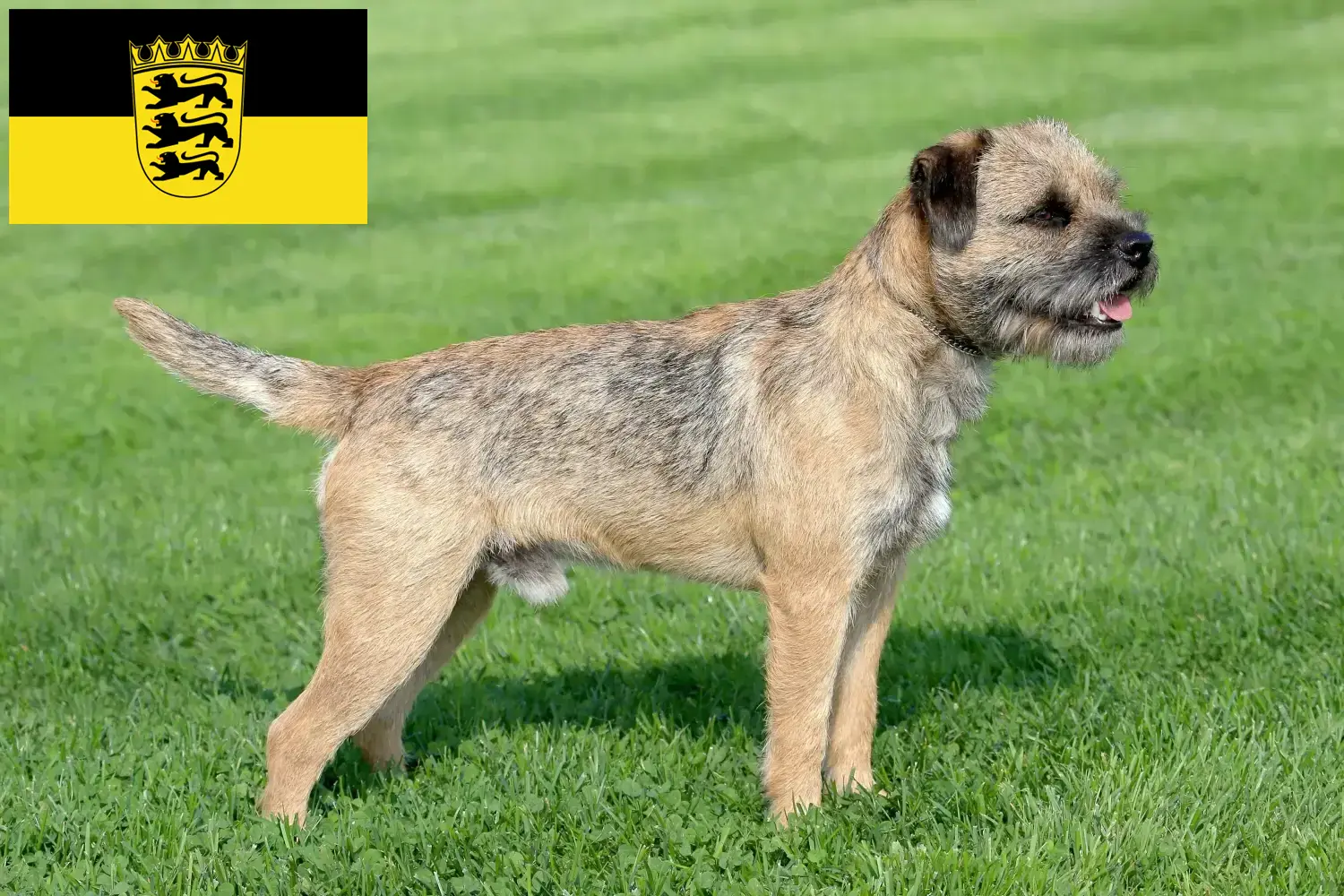 Read more about the article Border Terrier breeders and puppies in Baden-Württemberg