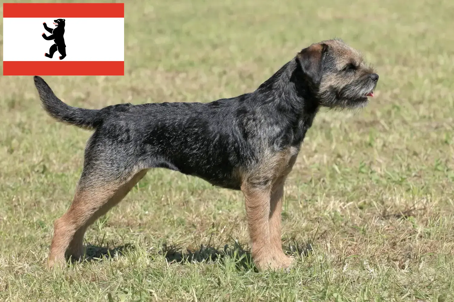 Read more about the article Border Terrier breeders and puppies in Berlin