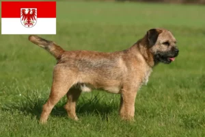 Read more about the article Border Terrier breeders and puppies in Brandenburg