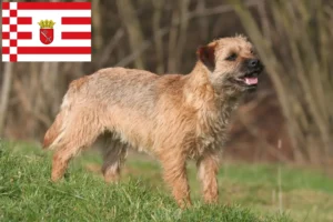 Read more about the article Border Terrier breeders and puppies in Bremen