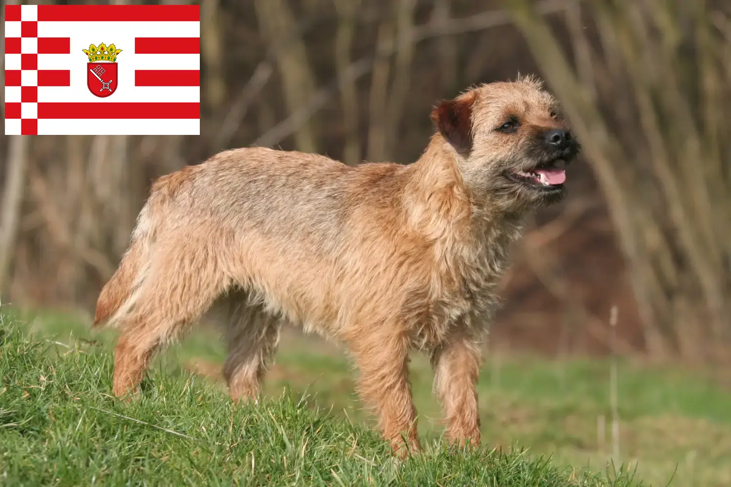 Read more about the article Border Terrier breeders and puppies in Bremen