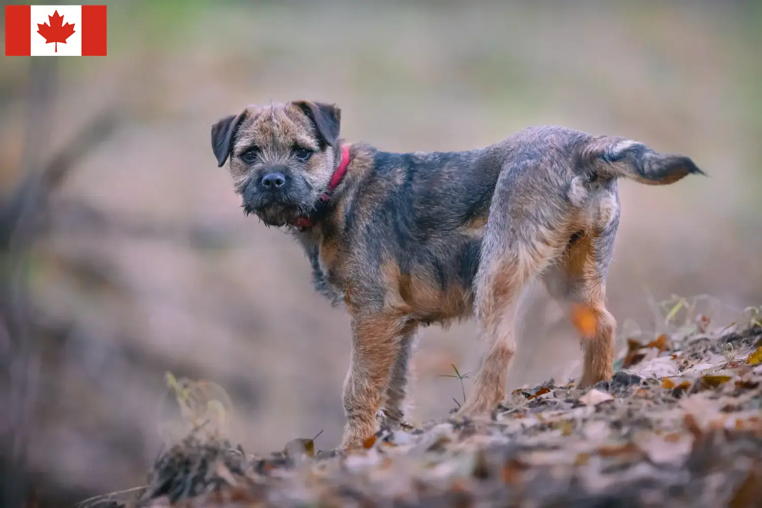 Read more about the article Border Terrier Breeders and Puppies in Canada