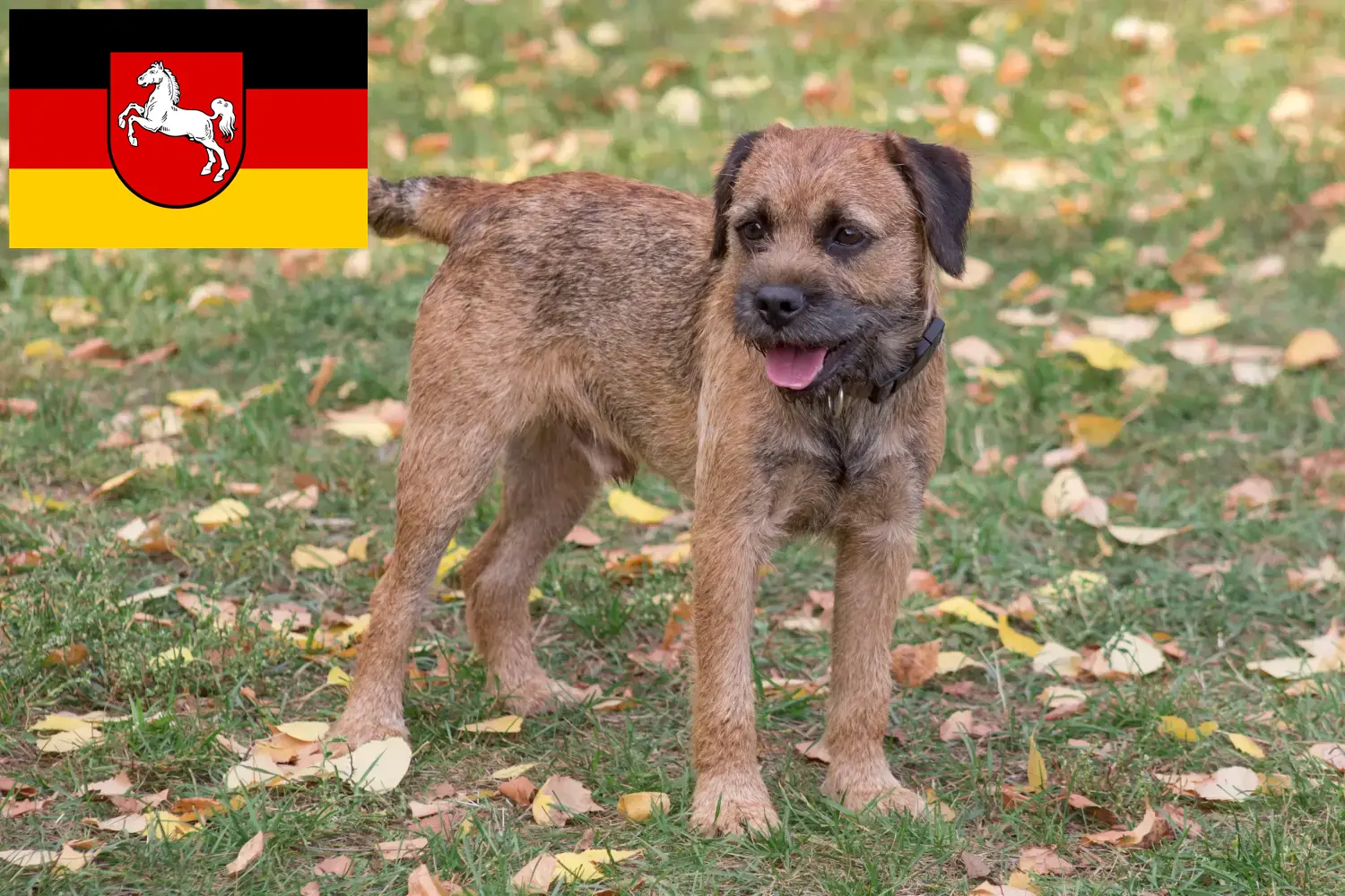 Read more about the article Border Terrier breeders and puppies in Lower Saxony