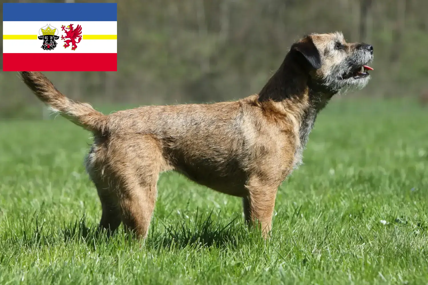 Read more about the article Border Terrier breeders and puppies in Mecklenburg-Vorpommern