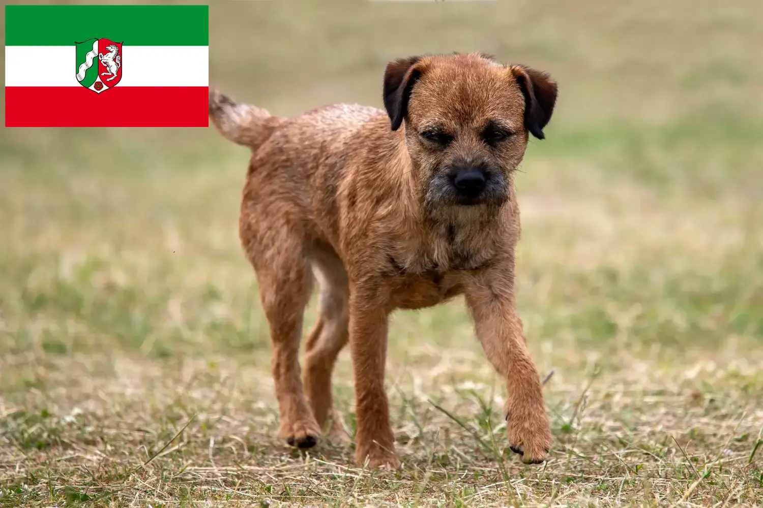 Read more about the article Border Terrier breeders and puppies in North Rhine-Westphalia