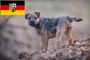 Read more about the article Border Terrier breeders and puppies in Saarland