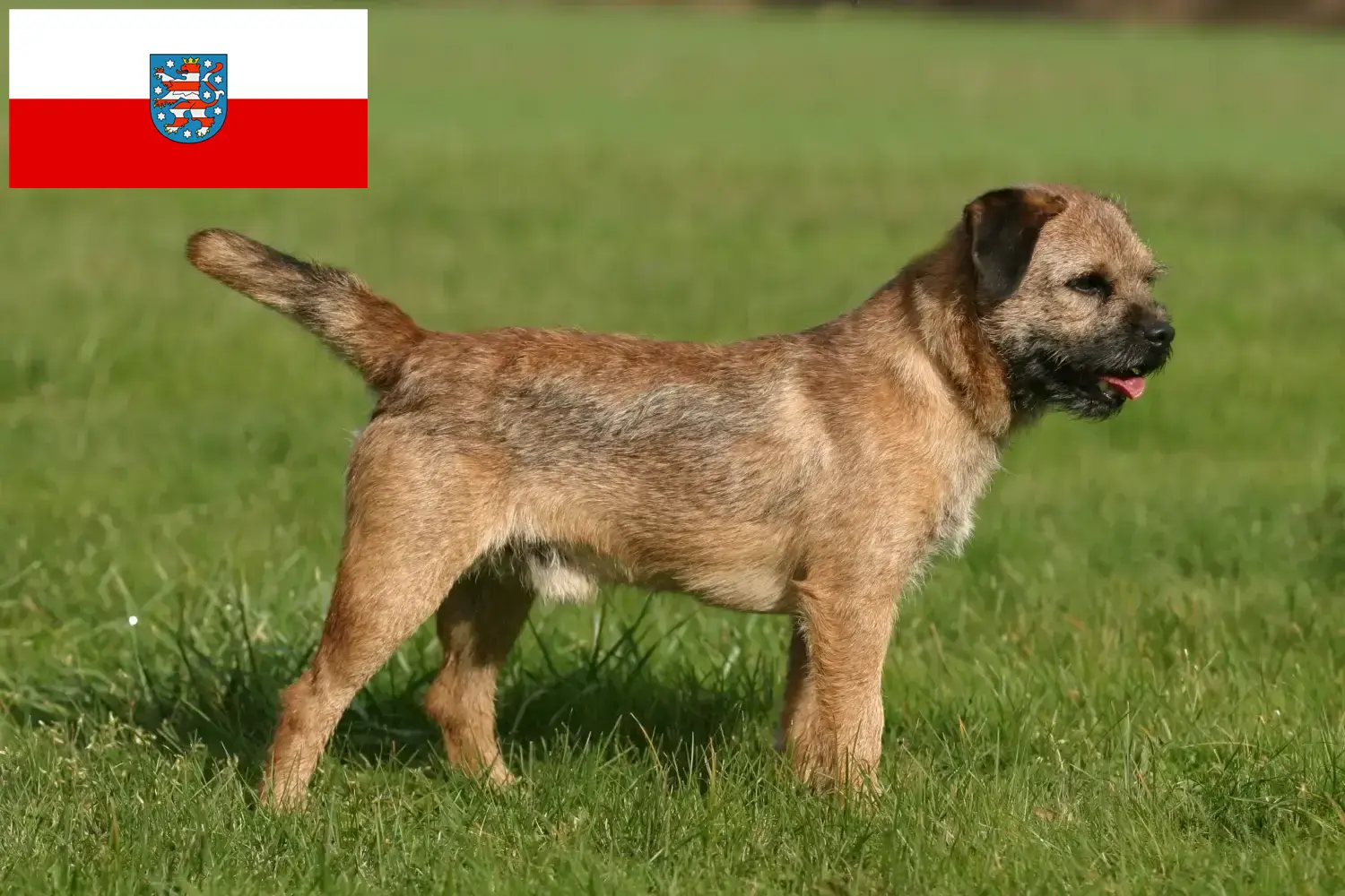 Read more about the article Border Terrier breeders and puppies in Thuringia