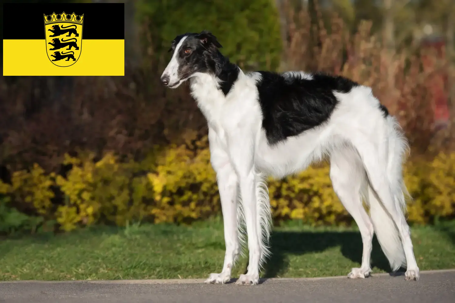 Read more about the article Borzoi breeders and puppies in Baden-Württemberg