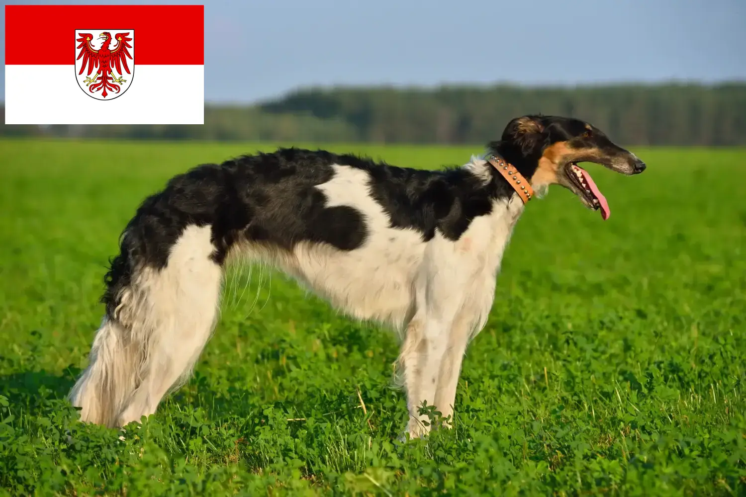 Read more about the article Borzoi breeders and puppies in Brandenburg