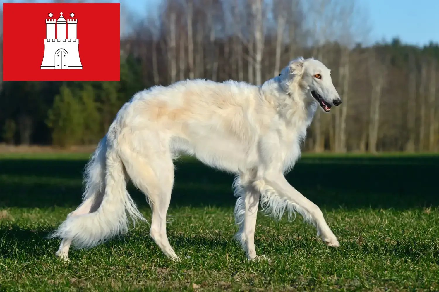 Read more about the article Borzoi breeders and puppies in Hamburg