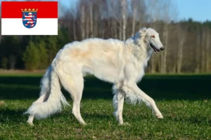 Read more about the article Borzoi breeders and puppies in Hessen