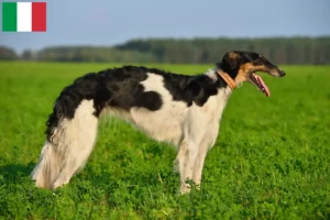 Read more about the article Borzoi breeders and puppies in Italy