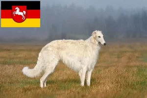 Read more about the article Borzoi breeders and puppies in Lower Saxony