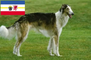 Read more about the article Borzoi breeders and puppies in Mecklenburg-Vorpommern