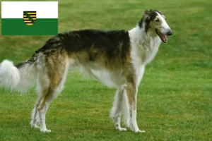 Read more about the article Borzoi breeders and puppies in Saxony