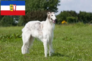 Read more about the article Borzoi breeders and puppies in Schleswig-Holstein