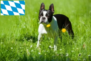 Read more about the article Boston Terrier breeders and puppies in Bavaria