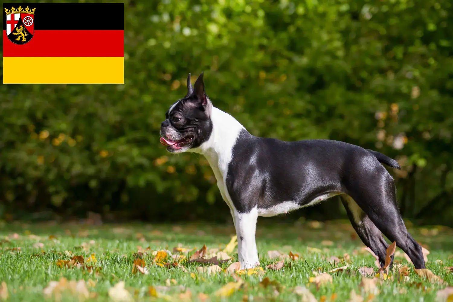 Read more about the article Boston Terrier breeders and puppies in Rhineland-Palatinate