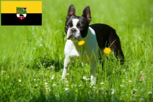 Read more about the article Boston Terrier breeders and puppies in Saxony-Anhalt