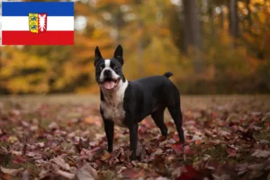 Read more about the article Boston Terrier breeders and puppies in Schleswig-Holstein