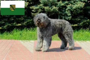 Read more about the article Bouvier des Flandres breeders and puppies in Saxony