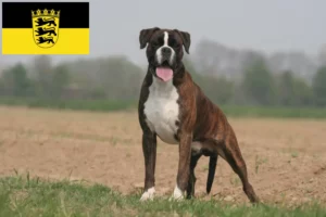 Read more about the article Boxer breeders and puppies in Baden-Württemberg