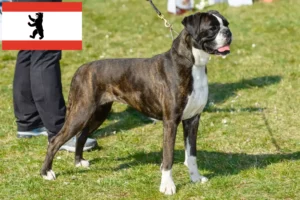 Read more about the article Boxer breeders and puppies in Berlin