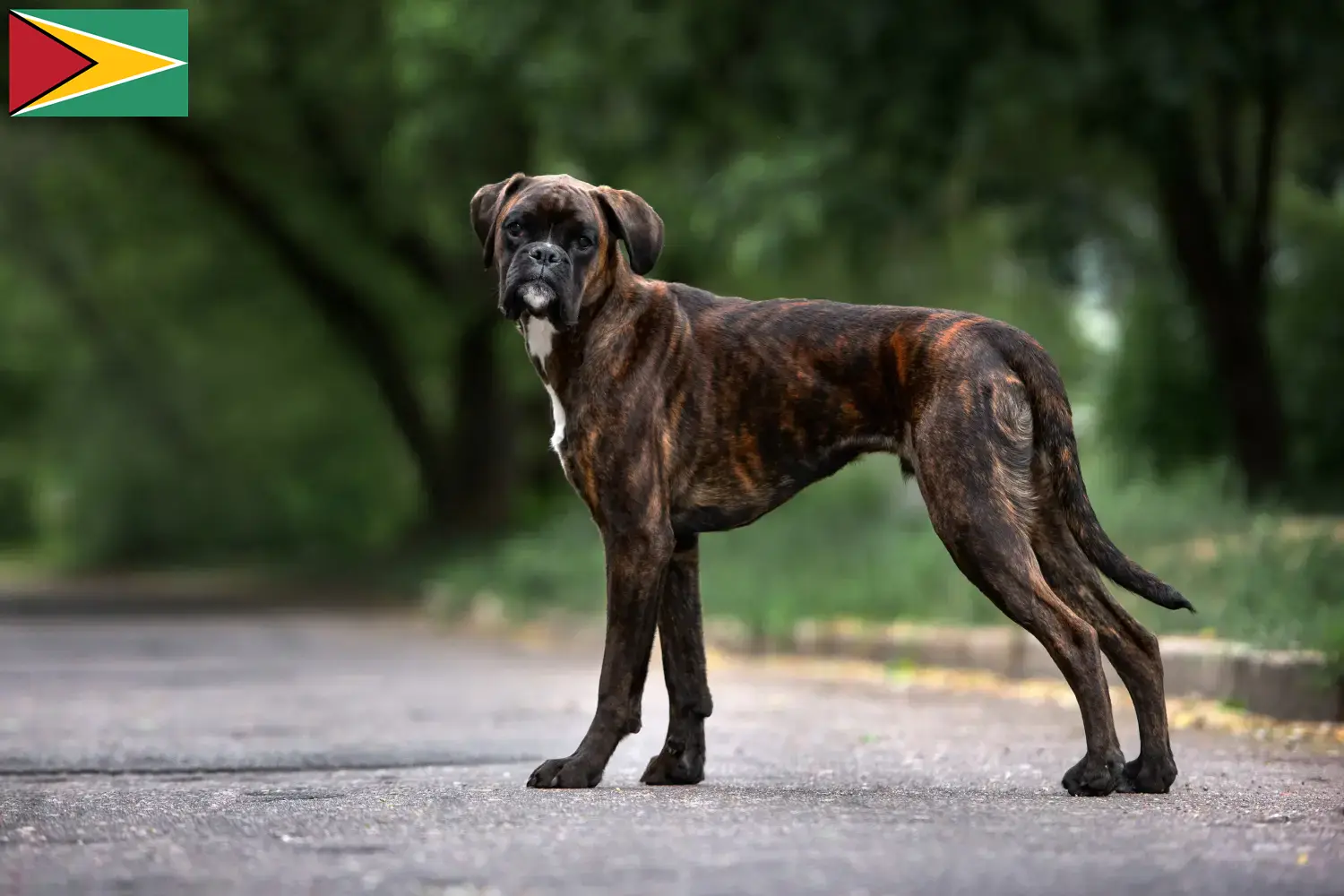 Read more about the article Boxer breeders and puppies in Guyana