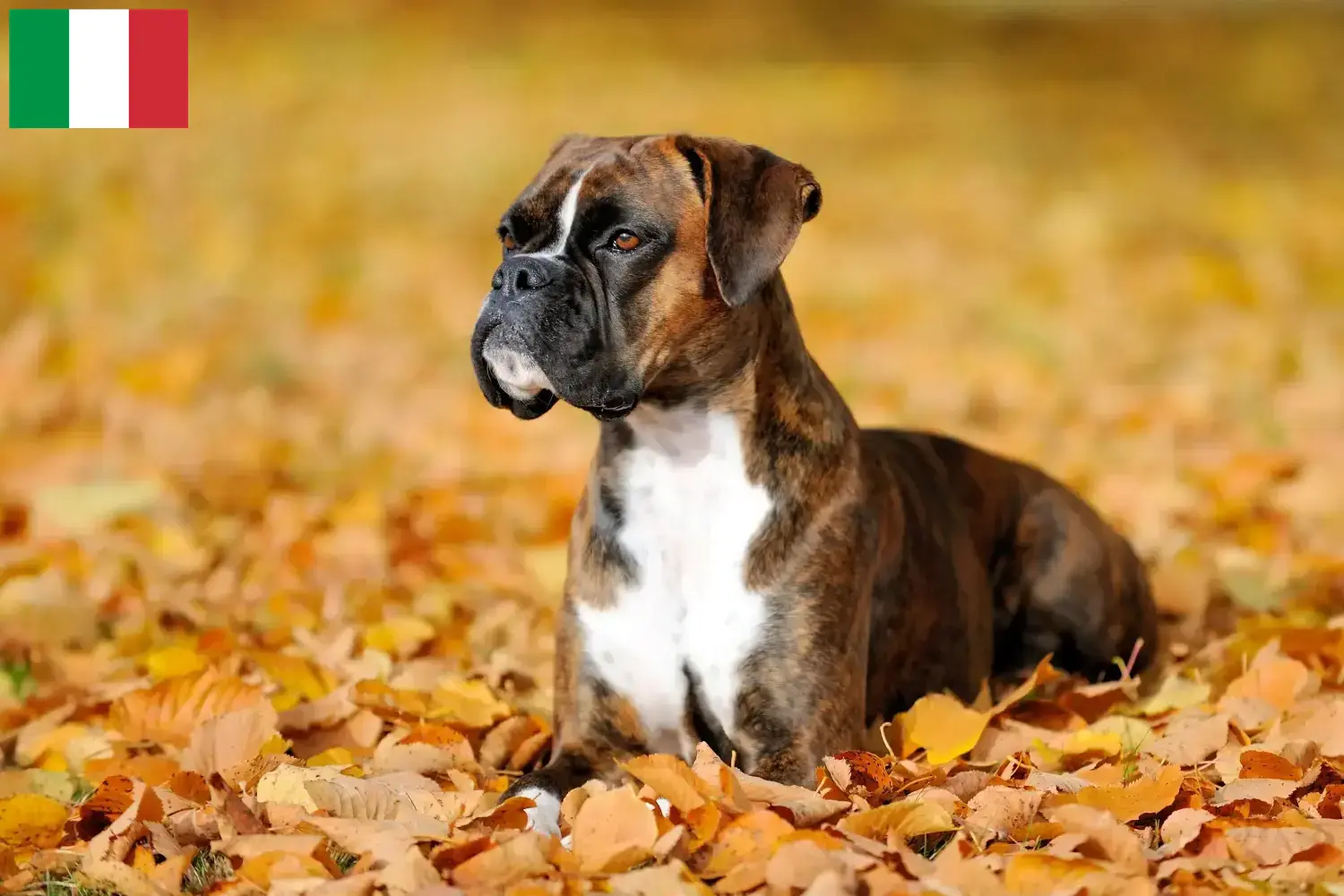 Read more about the article Boxer breeders and puppies in Italy