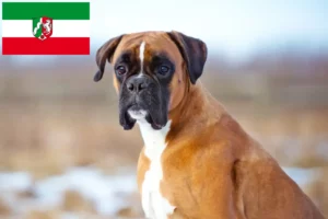 Read more about the article Boxer breeders and puppies in North Rhine-Westphalia