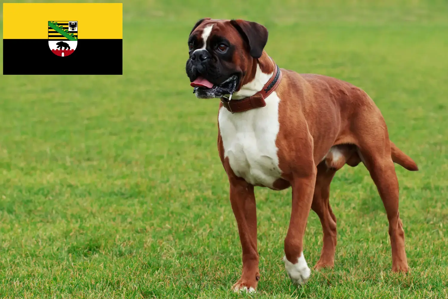 Read more about the article Boxer breeders and puppies in Saxony-Anhalt