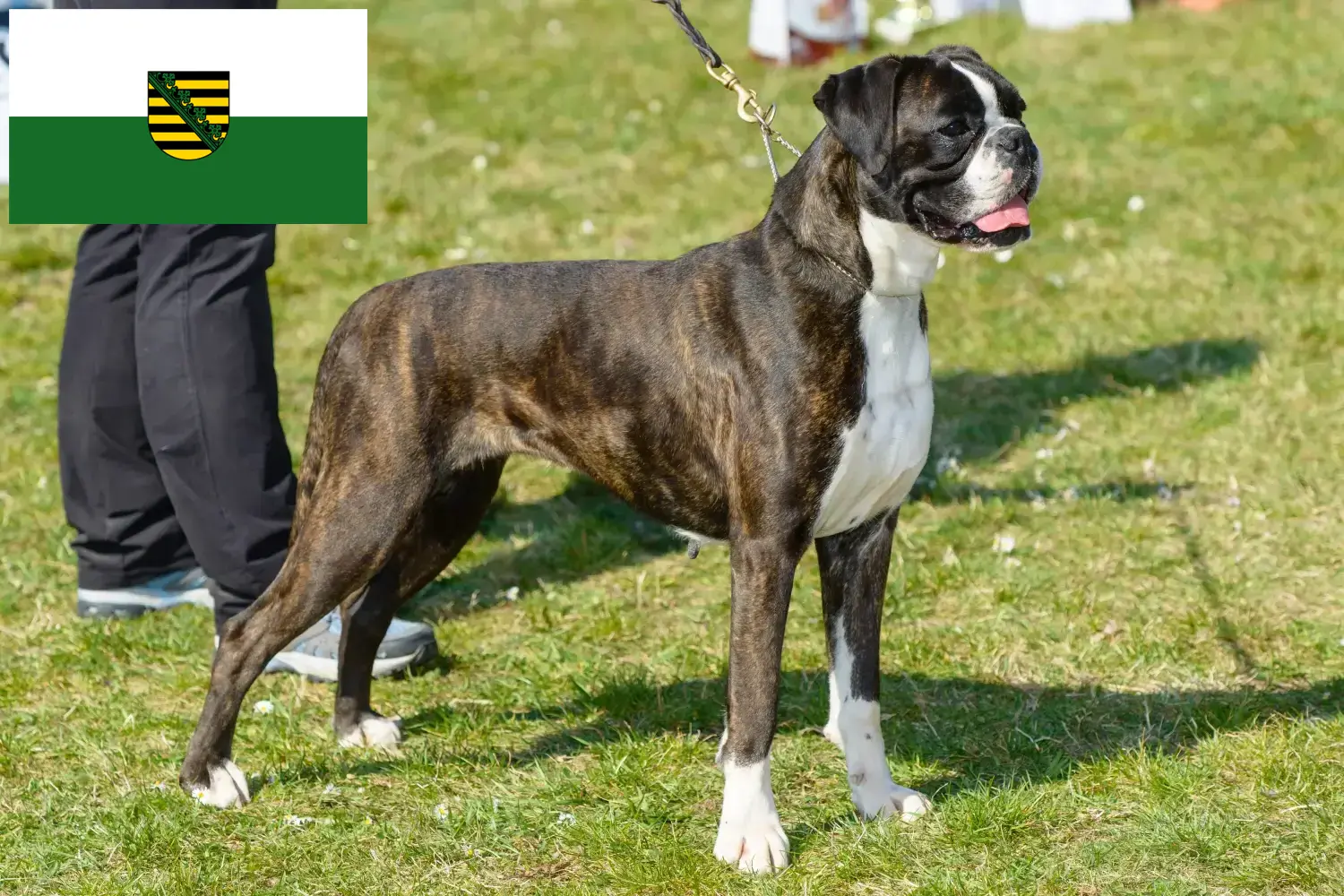 Read more about the article Boxer breeders and puppies in Saxony