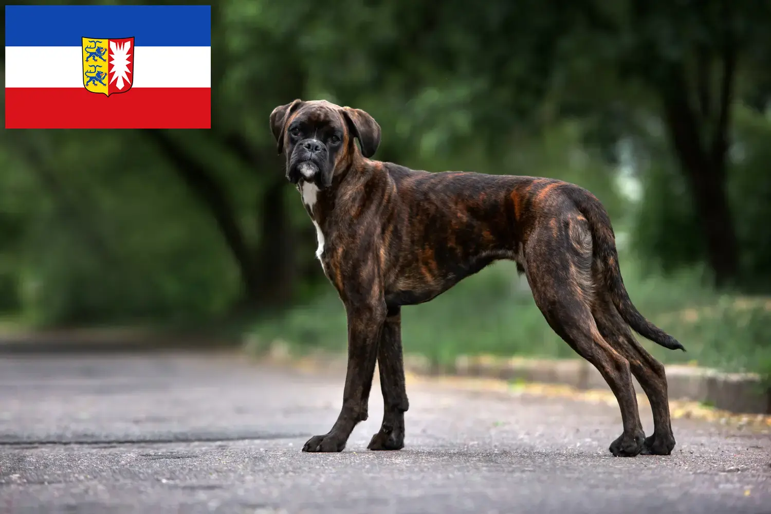 Read more about the article Boxer breeders and puppies in Schleswig-Holstein