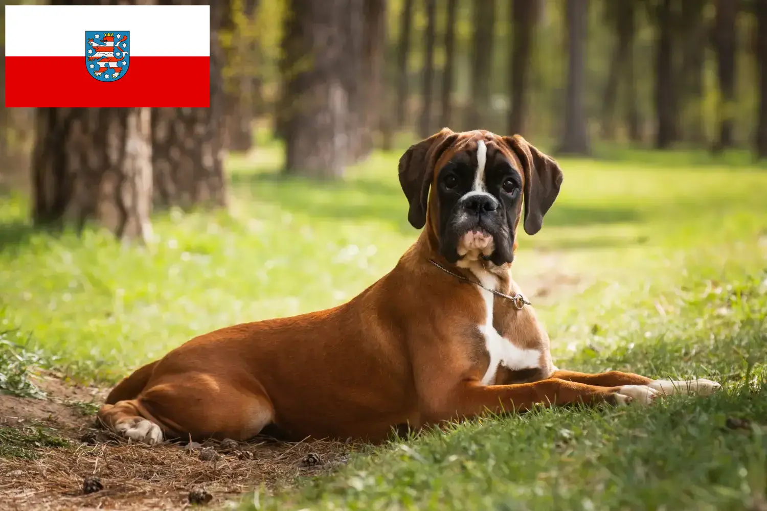 Read more about the article Boxer breeders and puppies in Thuringia