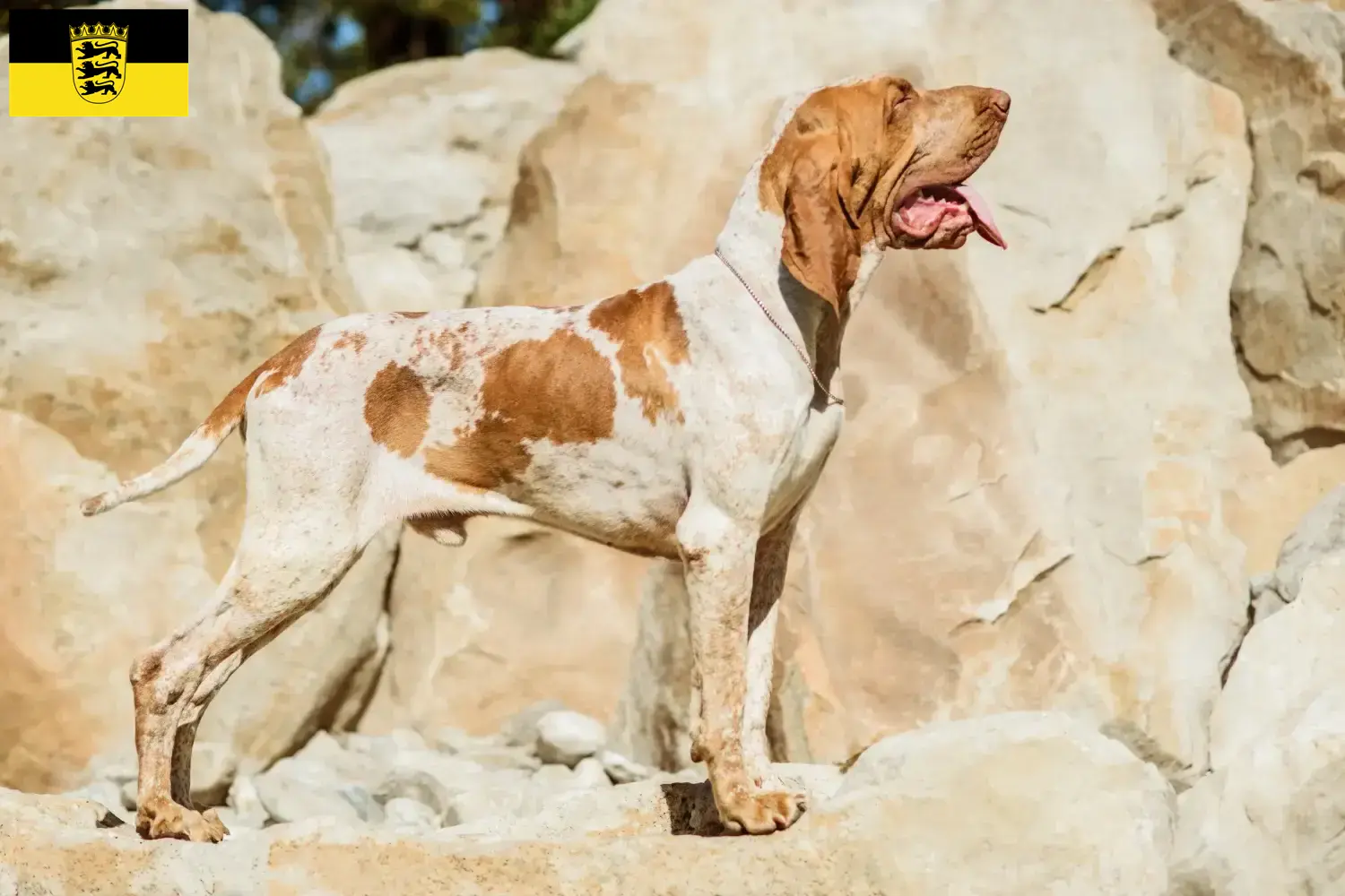 Read more about the article Bracco Italiano breeders and puppies in Baden-Württemberg