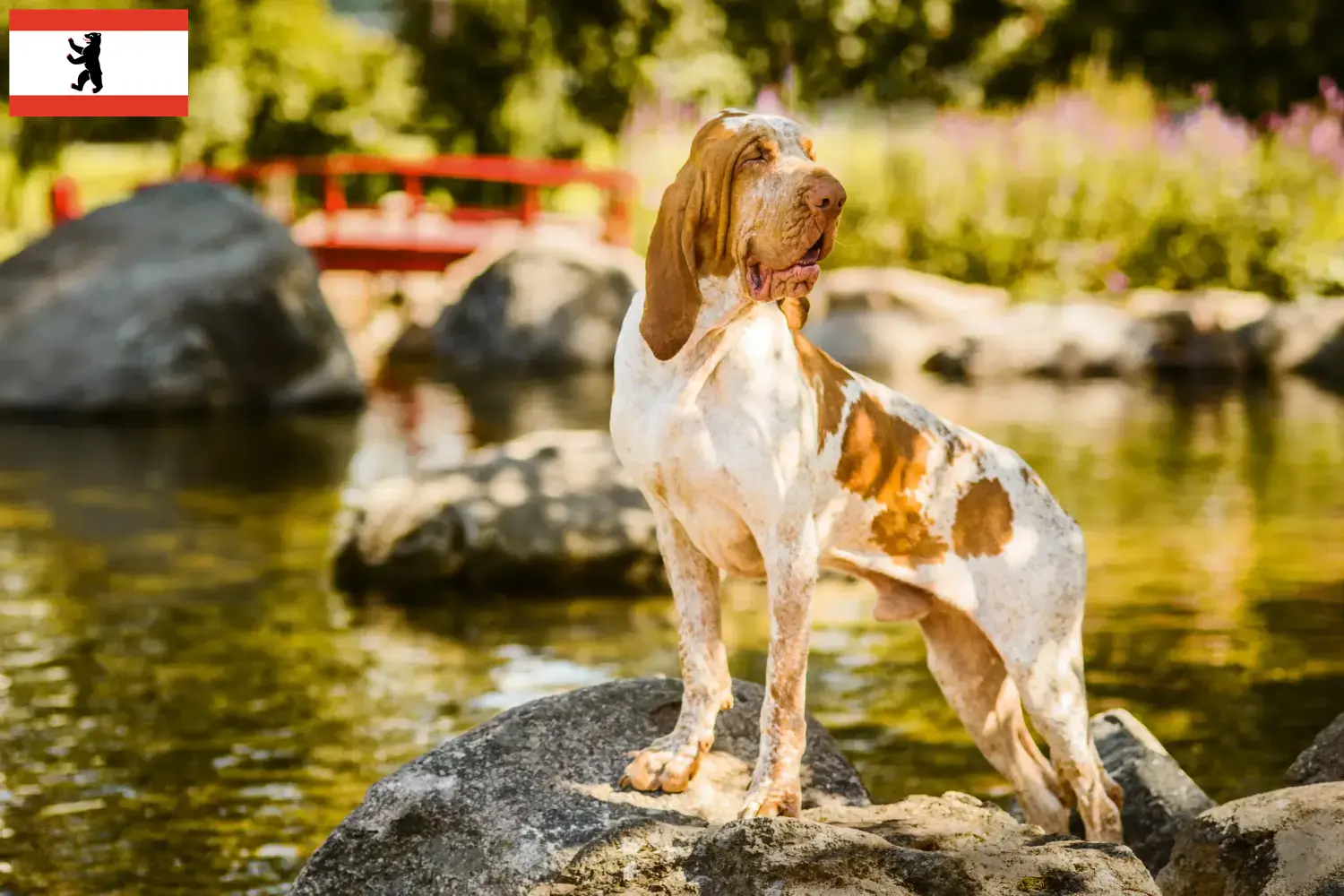 Read more about the article Bracco Italiano breeders and puppies in Berlin